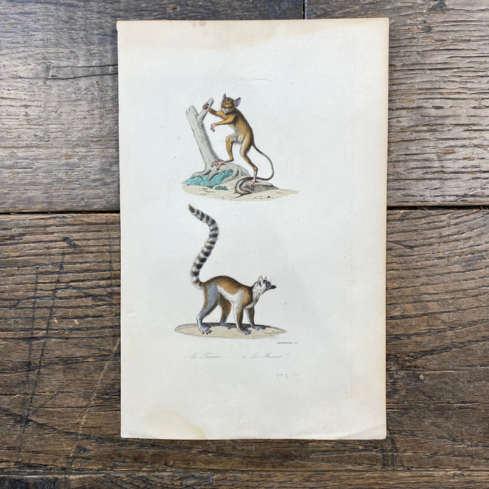 French Antique 18th Century "Le Tarsier" Animal Engraving Hand Colored Signed Artwork