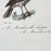 French Antique 18th Century Bird Engraving Hand Colored Signed Artwork