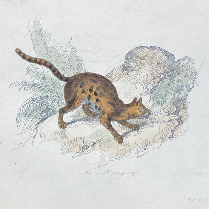 French Antique 18th Century "Le Margay" Animal Engraving Hand Colored Signed Artwork