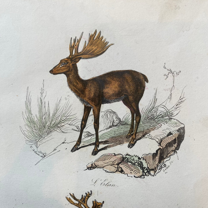 French Antique 18th Century "Le Renne" Reindeer Animal Engraving Hand Colored Signed Artwork