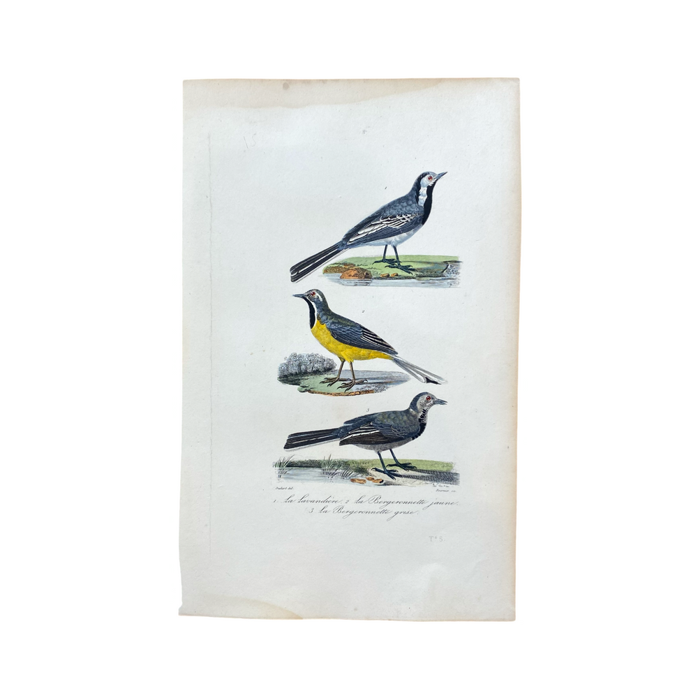 French Antique 18th Century "La Lavandiere" Bird Engraving Hand Colored Signed Artwork