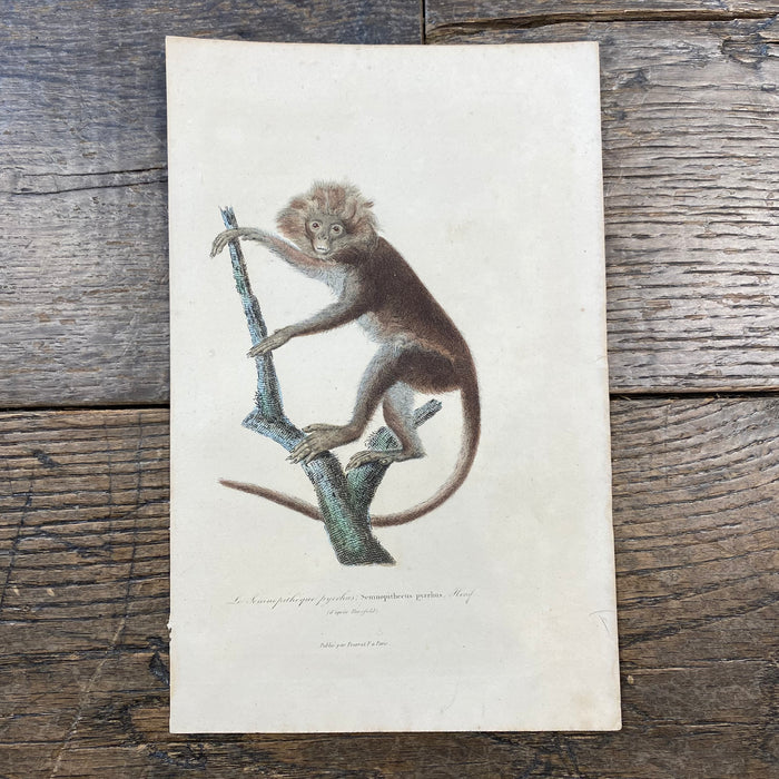 French Antique 18th Century "Le Semnopitheque" Monkey Animal Engraving Hand Colored Artwork