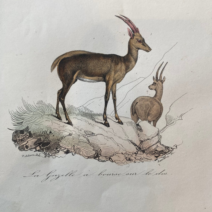 French Antique 18th Century "La Gazelle" Animal Engraving Hand Colored Signed Artwork