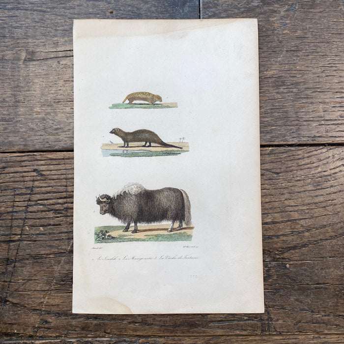 French Antique 18th Century "Le Souslik" Animal Engraving Hand Colored Signed Artwork