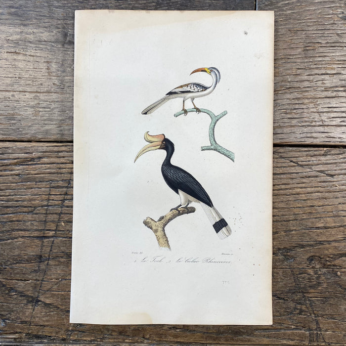 French Antique 18th Century "Le Tock" Bird Engraving Hand Colored Signed Artwork