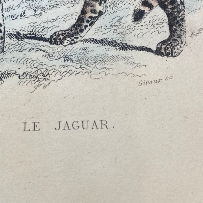 French Antique 18th Century "Le Leopard" Animal Engraving Hand Colored Signed Artwork