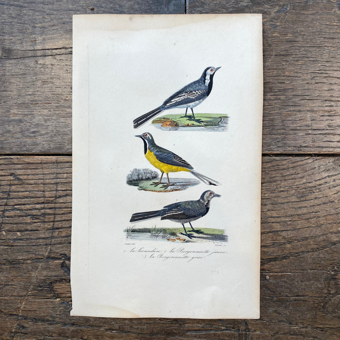 French Antique 18th Century "La Lavandiere" Bird Engraving Hand Colored Signed Artwork