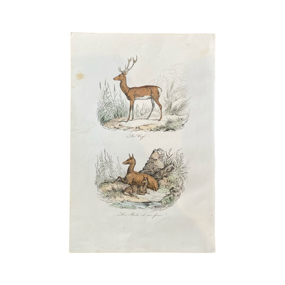 French Antique 18th Century "La Biche" Deer Engraving Hand Colored Signed Artwork