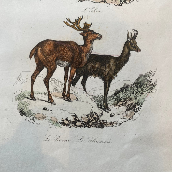 French Antique 18th Century "Le Renne" Reindeer Animal Engraving Hand Colored Signed Artwork