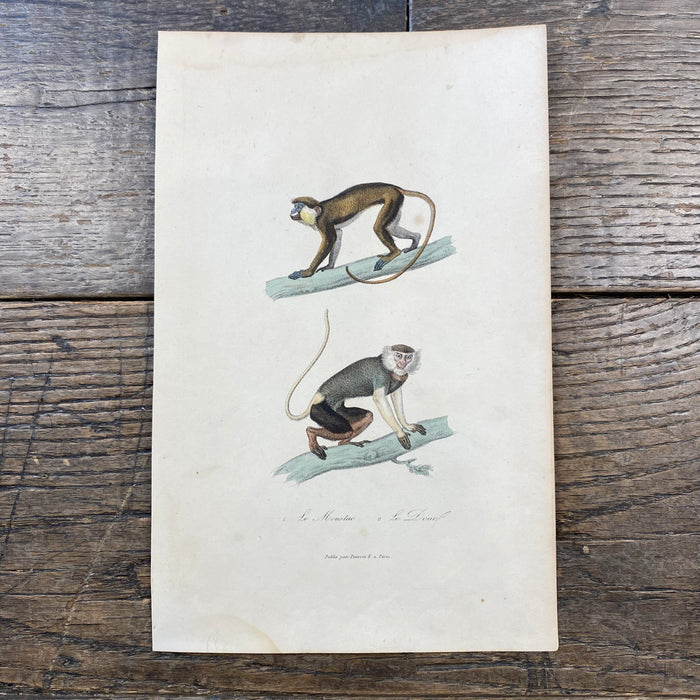 French Antique 18th Century "Le Moustac" Monkey Animal Engraving Hand Colored Artwork