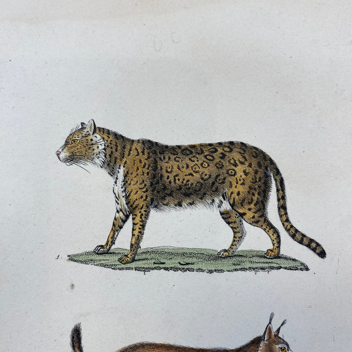 French Antique 18th Century "Le Jaguar" Animal Engraving Hand Colored Artwork