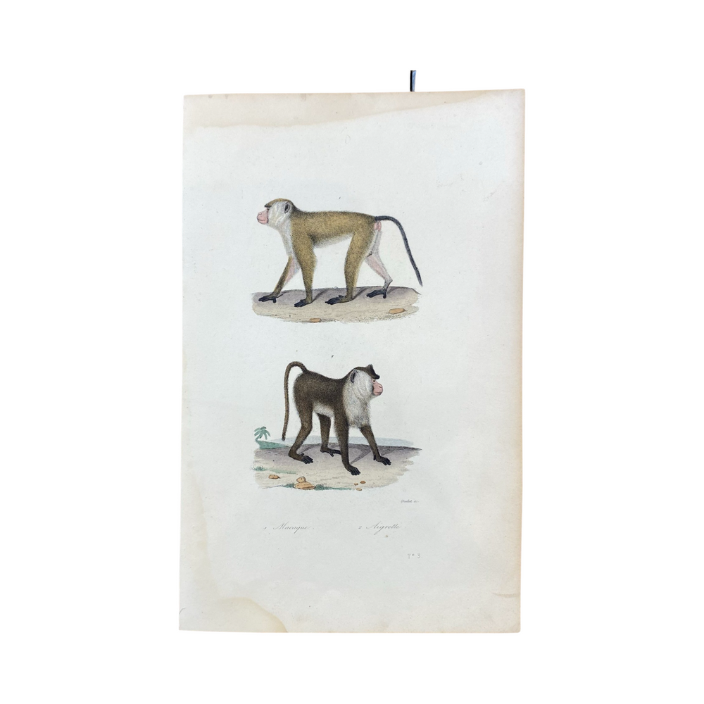 French Antique 18th Century "Macaque" Monkey Animal Engraving Hand Colored Signed Artwork