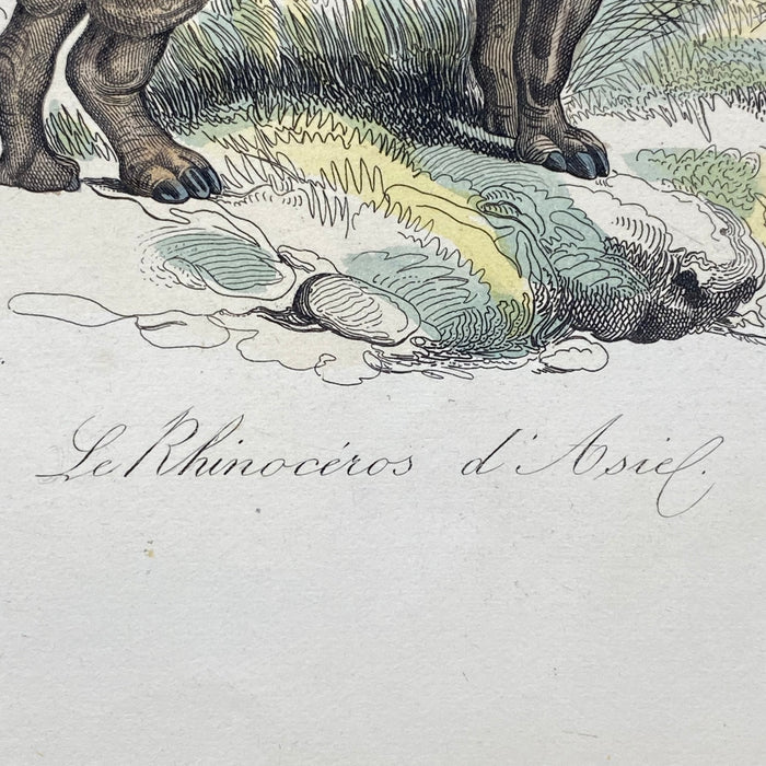 French Antique 18th Century "L'Hippopotame Male" Hippopotamus Engraving Hand Colored Signed Artwork