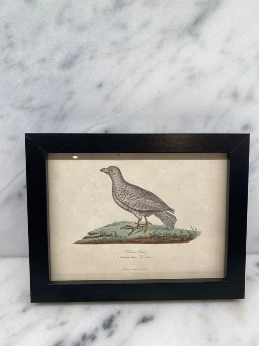 French Antique 18th Century “Chionis Alba” Bird Engraving Hand Colored Artwork