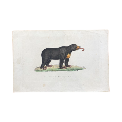 French Antique 18th Century "Ours Malais" Bear Engraving Hand Colored Artwork