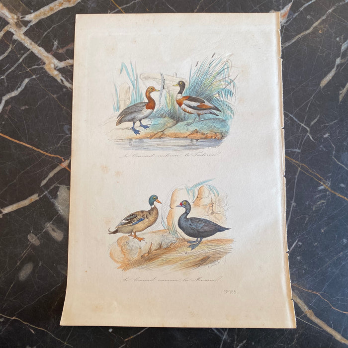 French Antique 18th Century “Le Canard” Bird Engraving Hand Colored Artwork