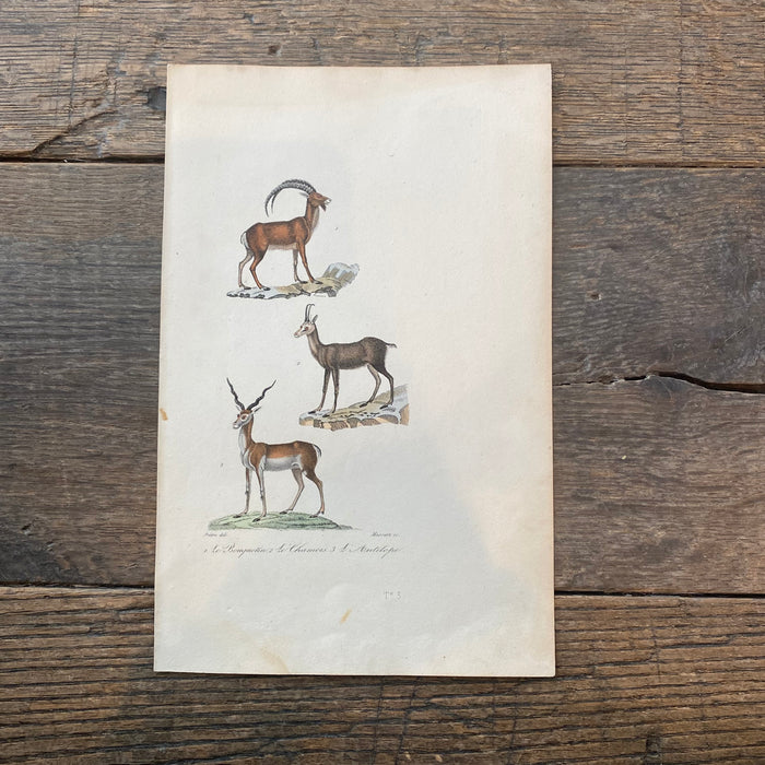 French Antique 18th Century "Le Antilope" Animal Engraving Hand Colored Signed Artwork