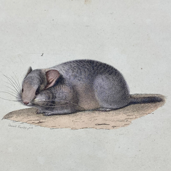 French Antique 18th Century "Le Chinchilla" Chinchilla Engraving Hand Colored Signed Artwork