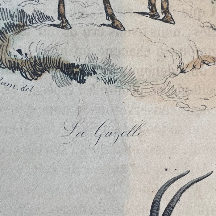 French Antique 18th Century "La Gazelle" Engraving Hand Colored Signed Artwork