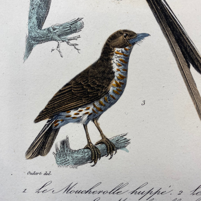 French Antique 18th Century Bird Engraving Hand Colored Signed Artwork