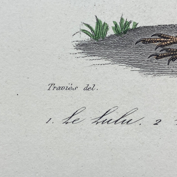 French Antique 18th Century "Le Lulu" Bird Engraving Hand Colored Signed Artwork