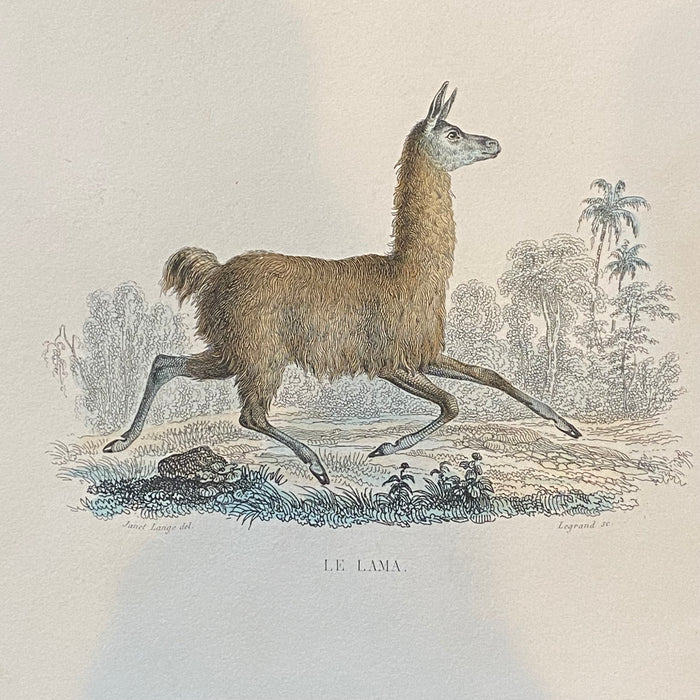 French Antique 18th Century "Le Lama" Animal Engraving Hand Colored Signed Artwork