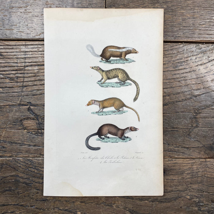 French Antique 18th Century "La Moufette du Chili" Animal Engraving Hand Colored Signed Artwork