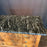 19th Century French Burled Wood Commode, Dresser or Chest of Drawers with Marble Top and Lion Pulls