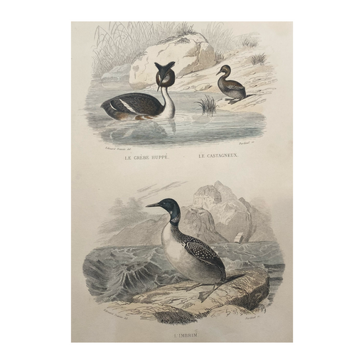 French Antique 18th Century “Le Grebe Huppe & Le Castagneux” Signed Bird Engraving Hand Colored Signed Artwork