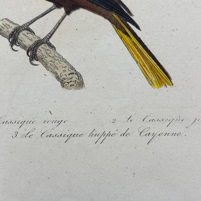 French Antique 18th Century "Le Cassique Huppe de Cayenne" Bird Engraving Hand Colored Signed Artwork