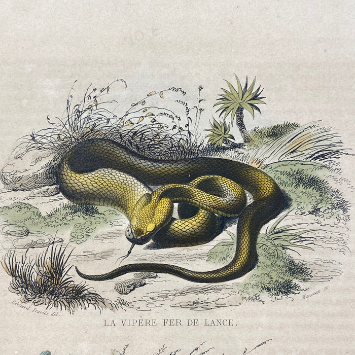 French Antique 18th Century "La Vipere Fer de Lance" Snake Engraving Hand Colored Signed Artwork