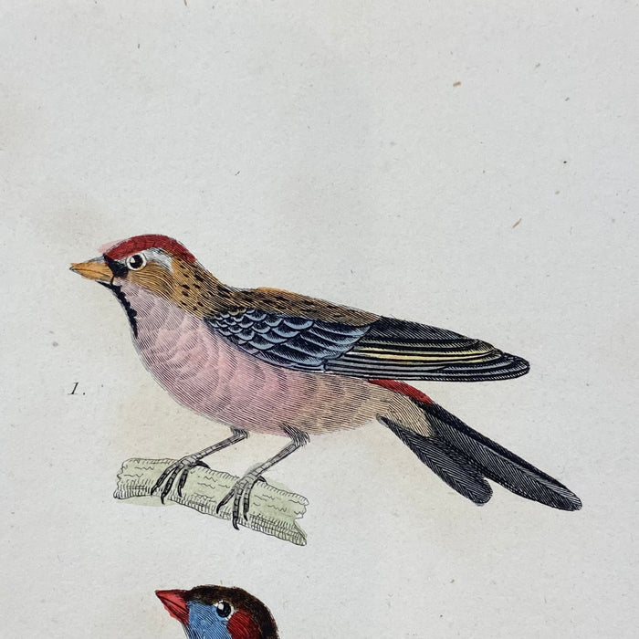 French Antique 18th Century "Le Bengali" Bird Engraving Hand Colored Artwork