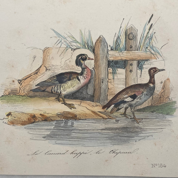 French Antique 18th Century “Le Canard” Bird Engraving Hand Colored Signed Artwork