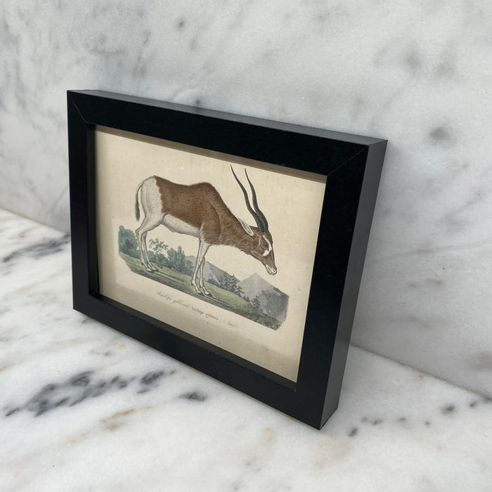 French Antique 18th Century “Antilope Gibbosa” Engraving Hand Colored Artwork