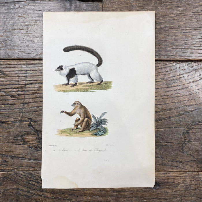 French Antique 18th Century Animal Engraving Hand Colored Signed Artwork