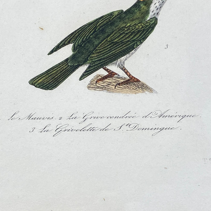 French Antique 18th Century Bird Engraving Hand Colored Artwork