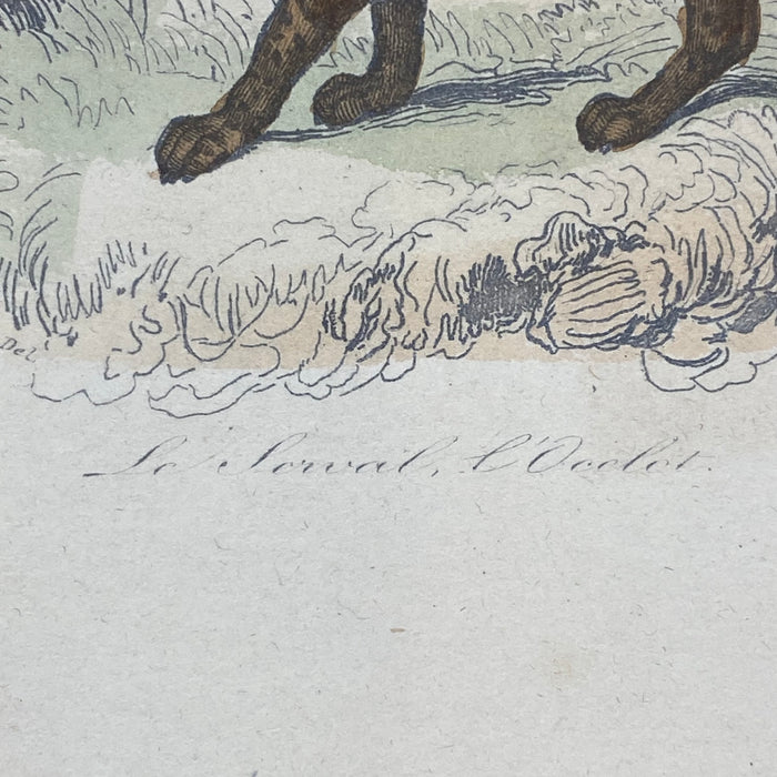 French Antique 18th Century "Le Margay" Animal Engraving Hand Colored Signed Artwork