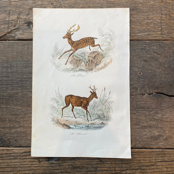 French Antique 18th Century "Le Daiml" Deer Engraving Hand Colored Signed Artwork