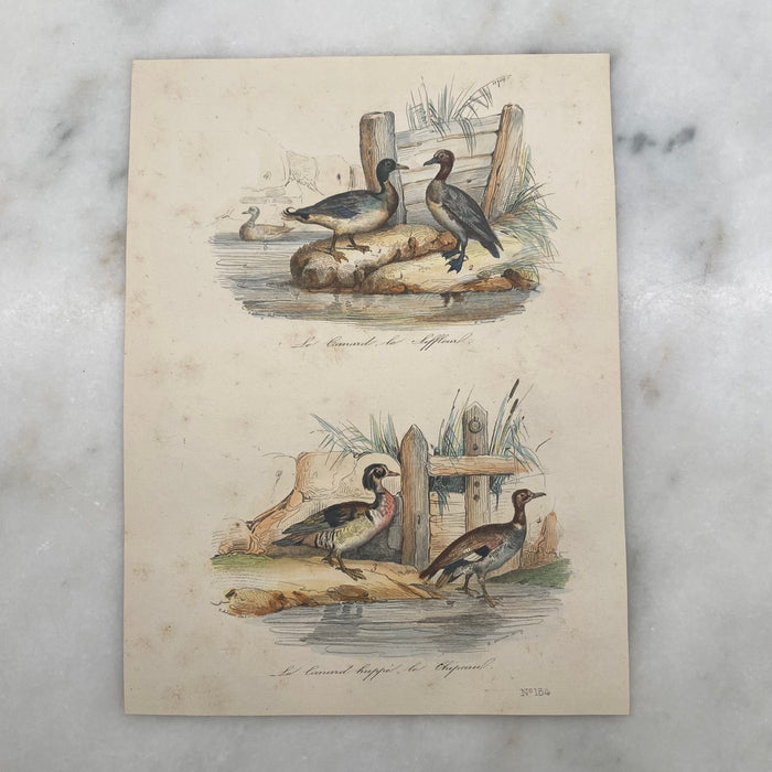 French Antique 18th Century “Le Canard” Bird Engraving Hand Colored Signed Artwork