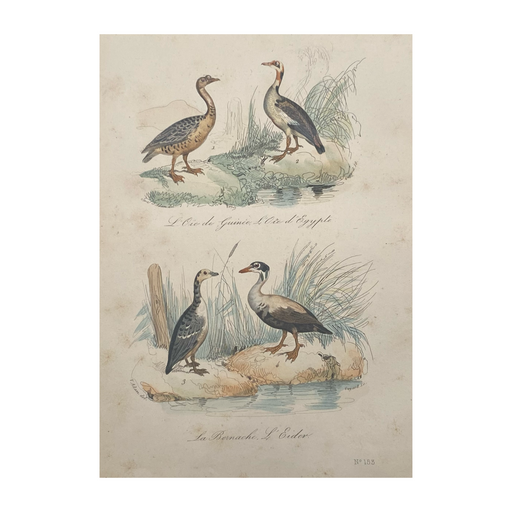 French Antique 18th Century “L’Oie de Guinee” Bird Engraving Hand Colored Signed Artwork