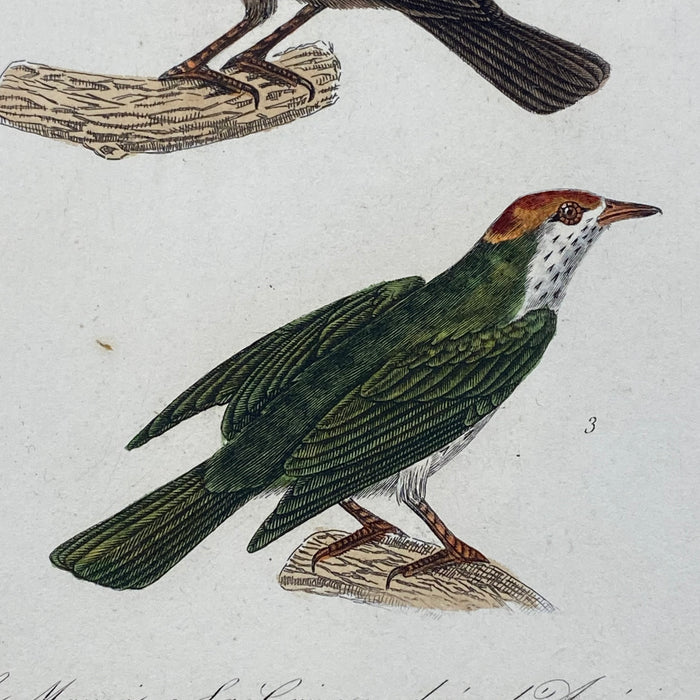 French Antique 18th Century Bird Engraving Hand Colored Artwork