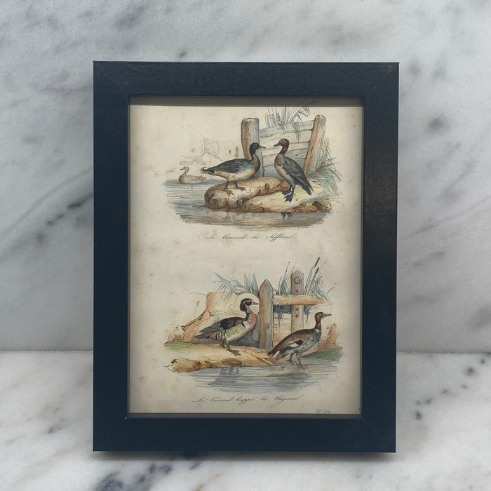 French Antique 18th Century “Le Canard” Bird Engraving Hand Colored Signed Artwork