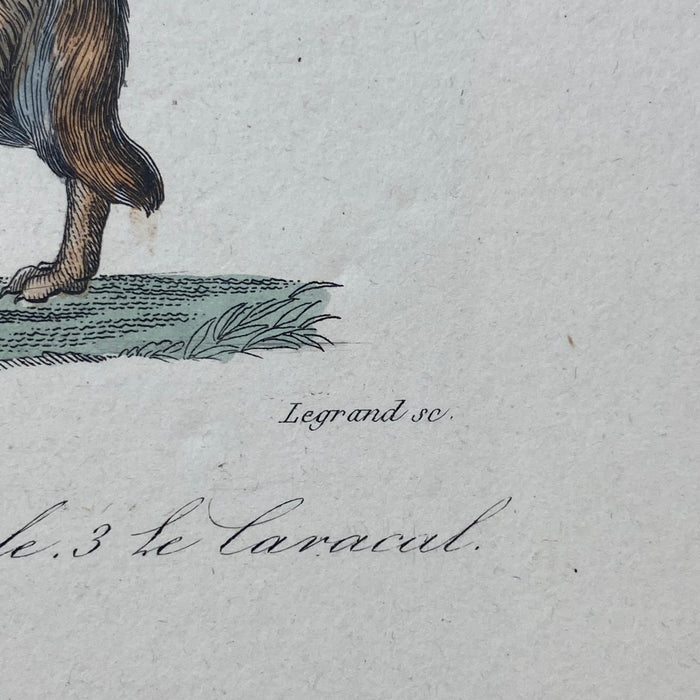 French Antique 18th Century "Le Chacal" Animal Engraving Hand Colored Signed Artwork