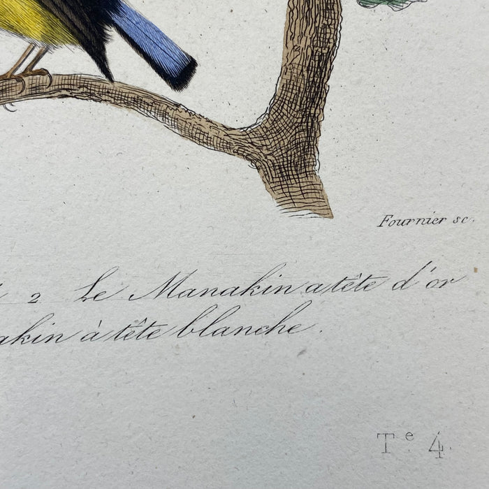 French Antique 18th Century Bird Engraving Hand Colored Signed Artwork