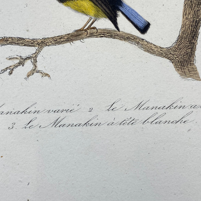 French Antique 18th Century Bird Engraving Hand Colored Signed Artwork