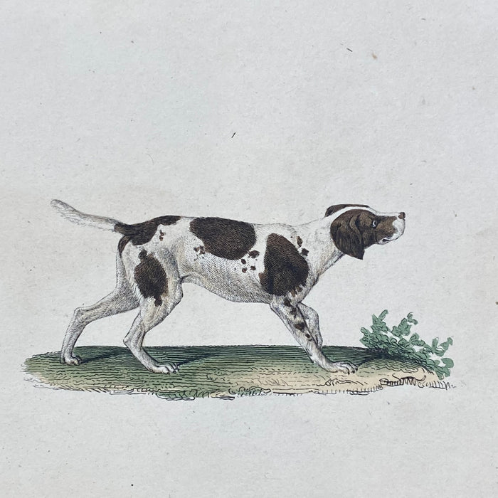 French Antique 18th Century "Le Chien Couchant" Dog Engraving Hand Colored Signed Artwork