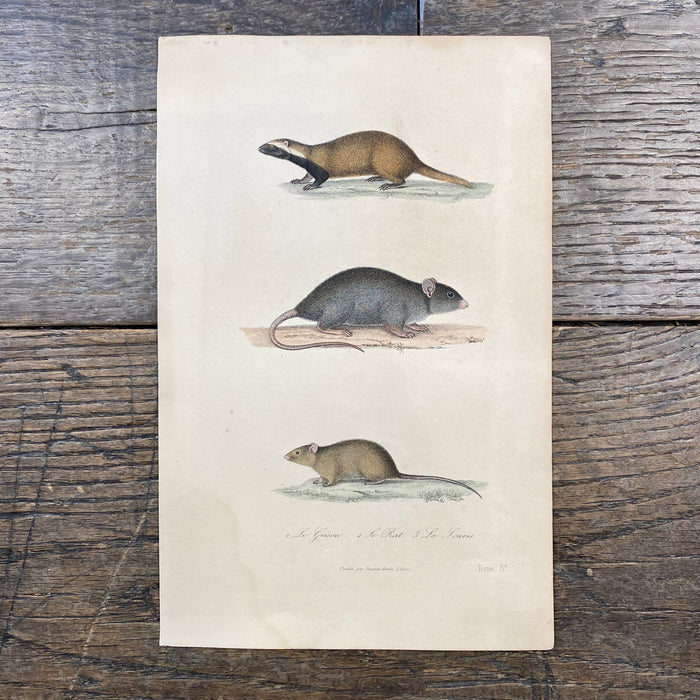 French Antique 18th Century "Le Rat" Animal Engraving Hand Colored Artwork