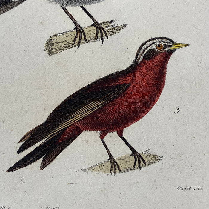 French Antique 18th Century "Le Calybe" Bird Engraving Hand Colored Signed Artwork