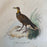 French Antique 18th Century “L’Urubu Femelle”  Bird Engraving Hand Colored Artwork