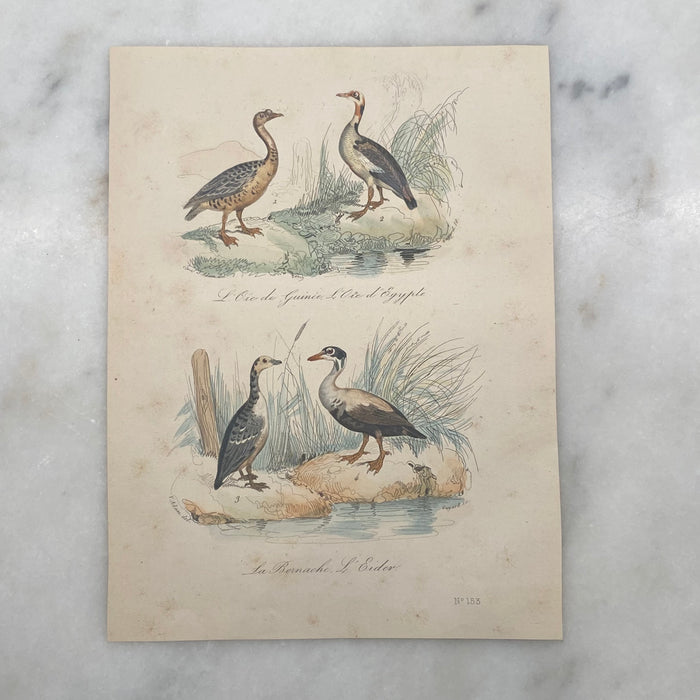 French Antique 18th Century “L’Oie de Guinee” Bird Engraving Hand Colored Signed Artwork